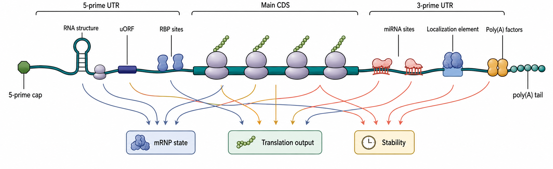 Figure 70.3. UTR Regulatory Grammar