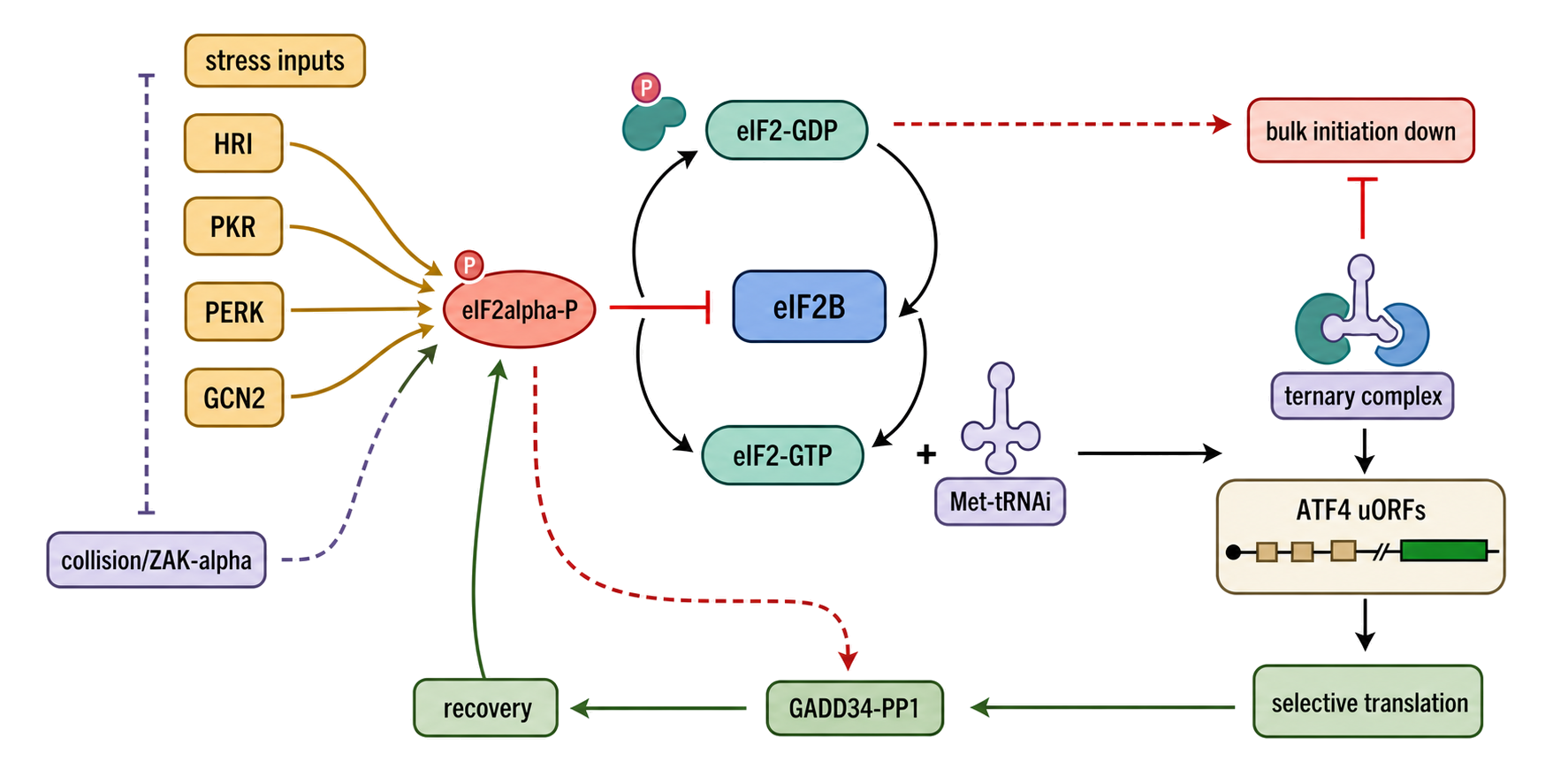 Figure 70.4. The eIF2–eIF2B ISR Cycle from Stress Input to Recovery