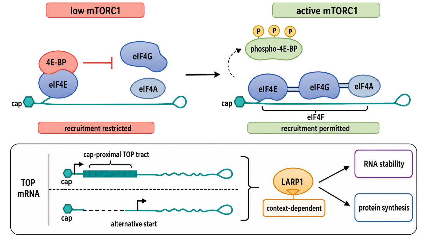 Figure 70.5. mTORC1, 4E-BPs, eIF4F, and TOP-mRNA Fate