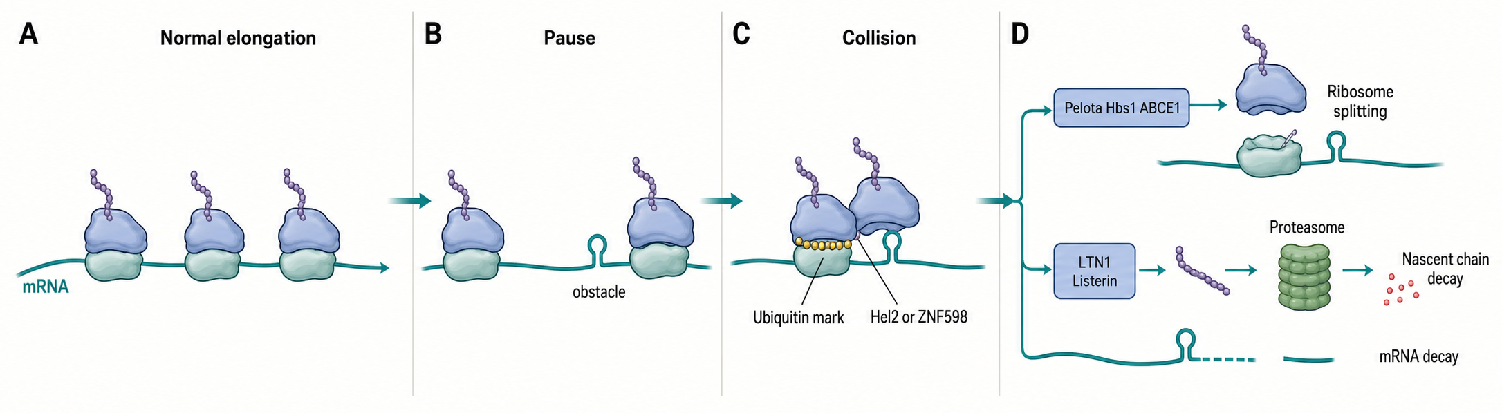 Figure 71.1. From Pause to Collision to RQC