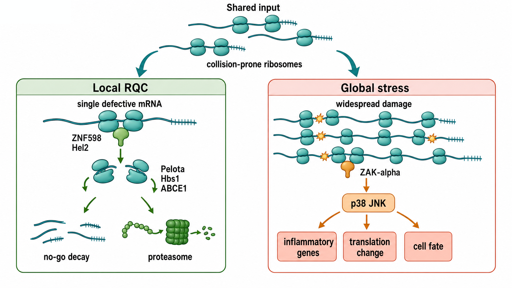 Figure 71.2. Local Quality Control Versus Ribotoxic Stress