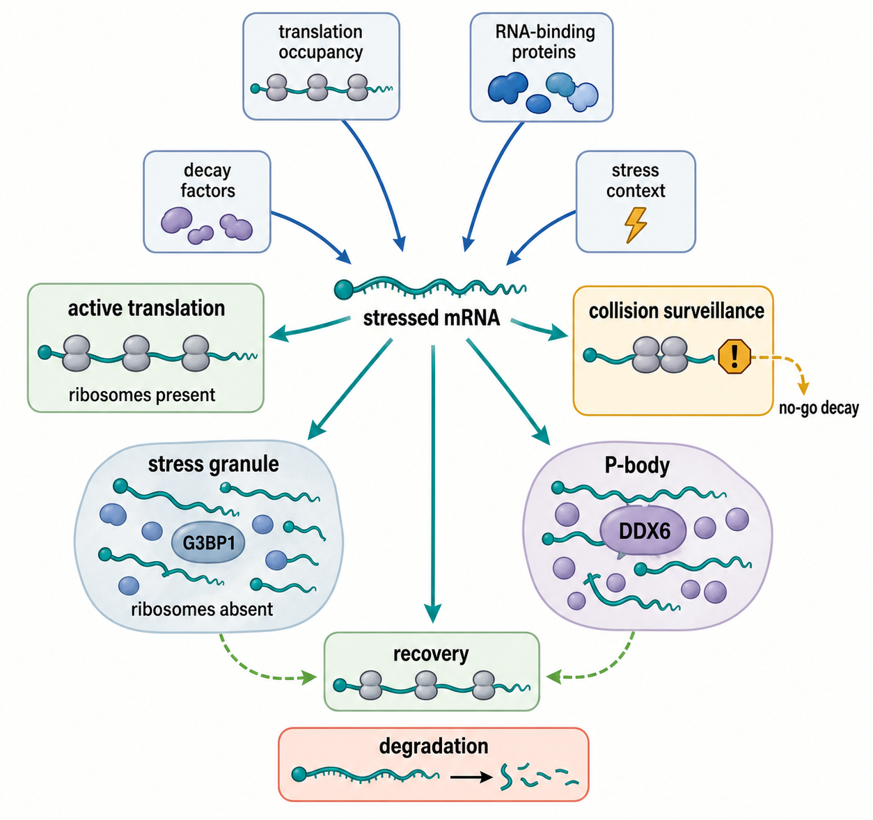Figure 71.3. mRNA Routing During Translation Stress
