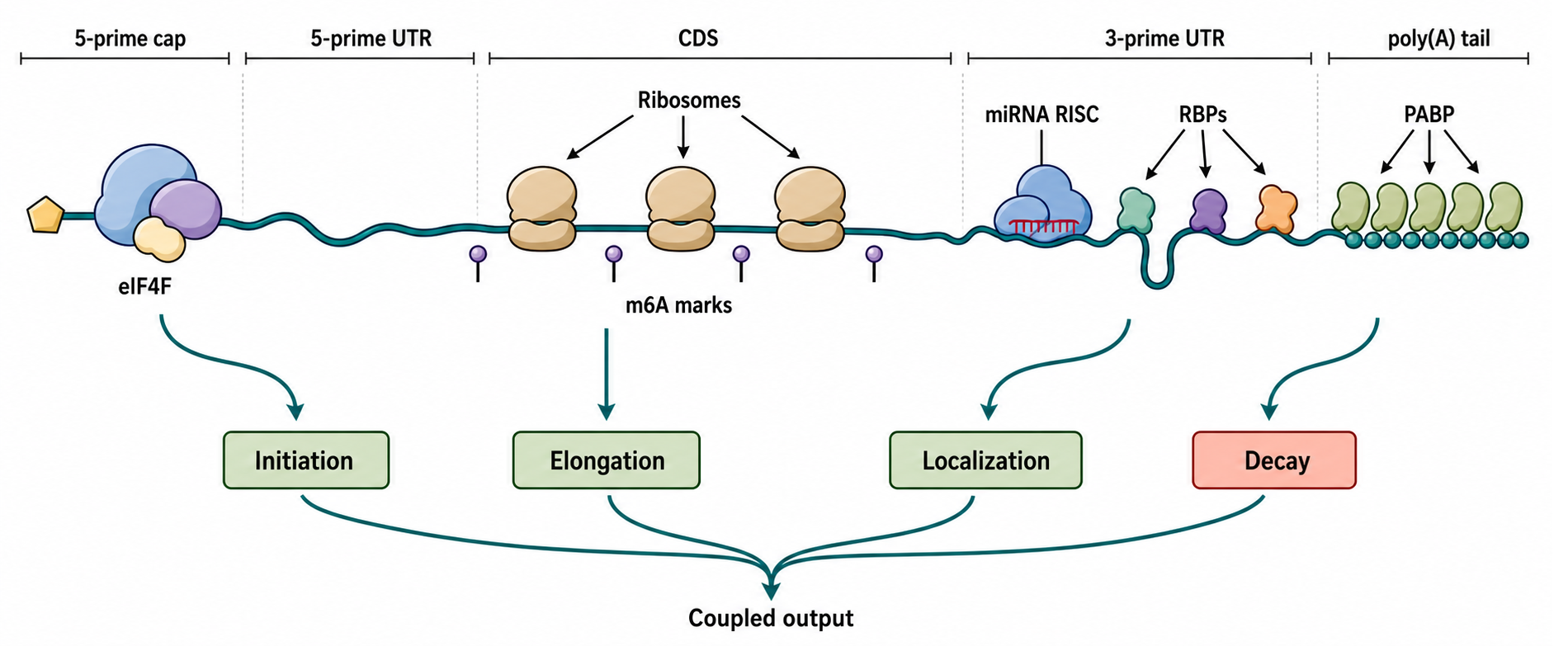 Figure 72.1. Integrated mRNA Architecture Map