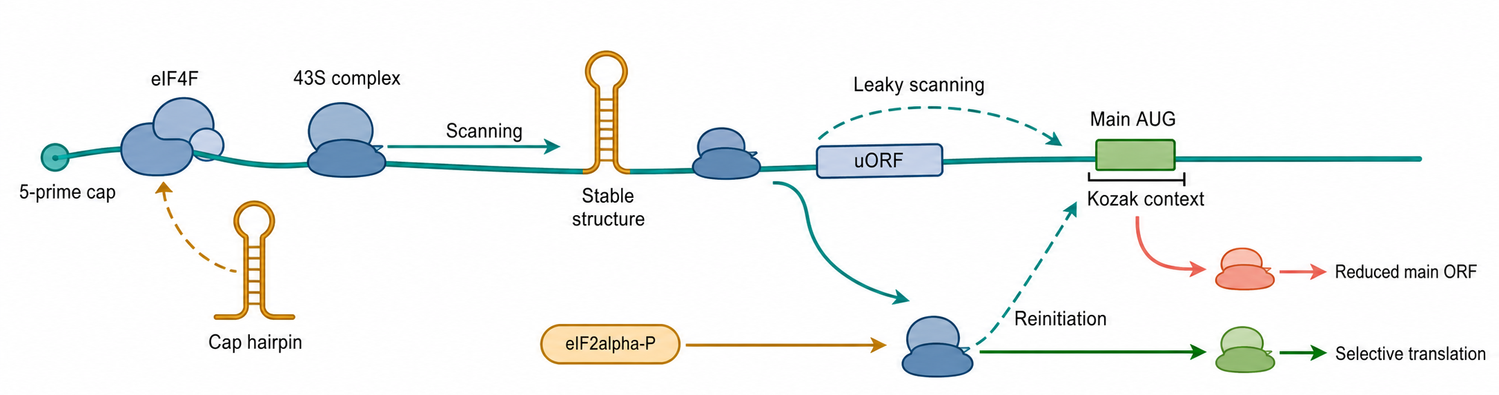 Figure 72.2. 5′ UTR Initiation Grammar