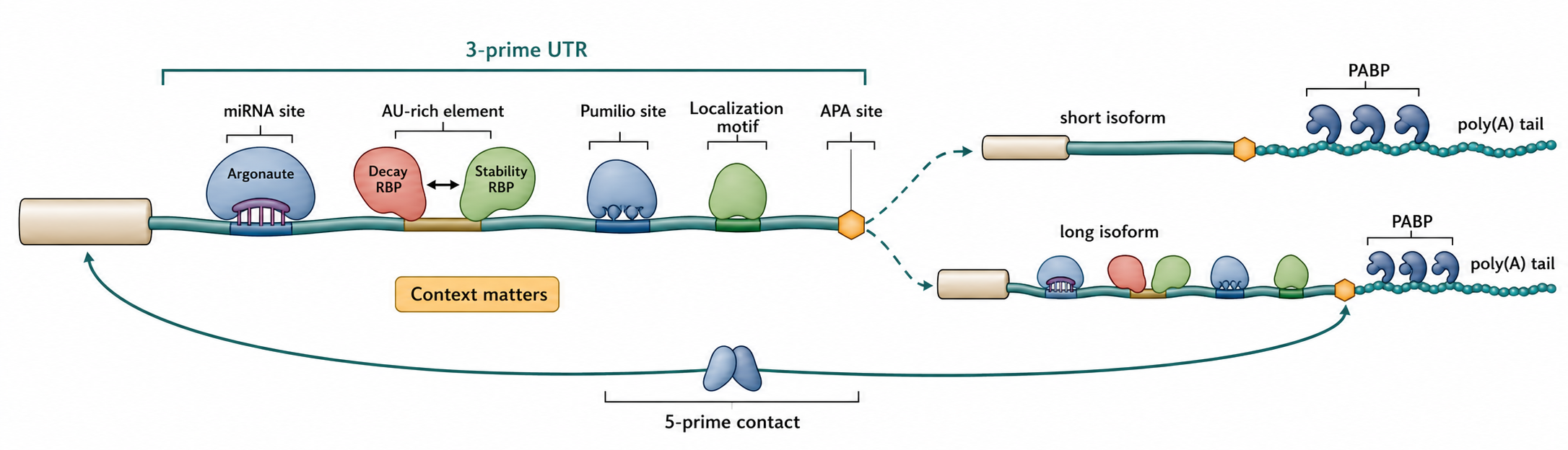 Figure 72.4. 3′ UTR Regulatory Platform