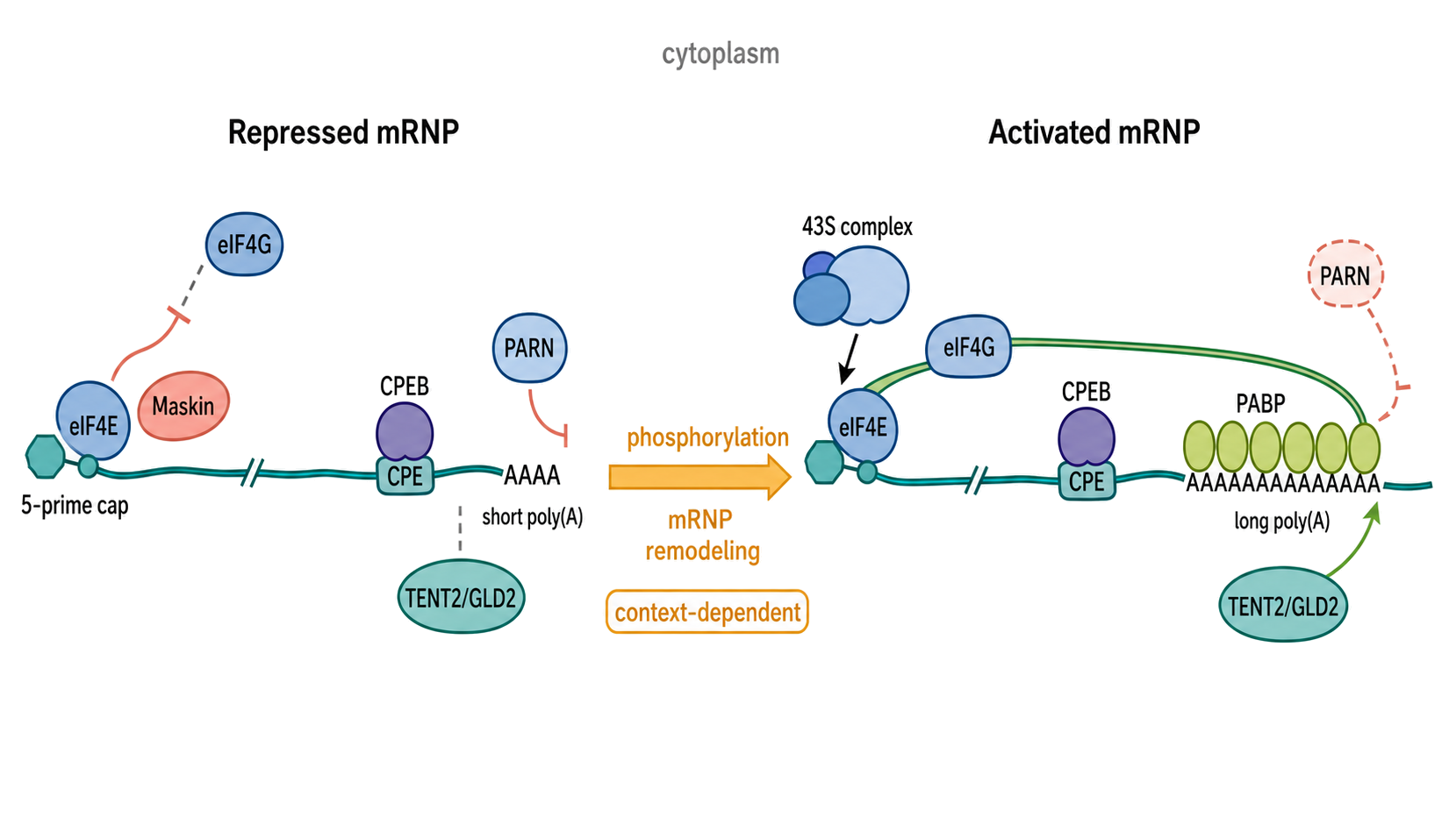 Figure 72.5. CPEB mRNP State Transition from Repression to Translational Activation