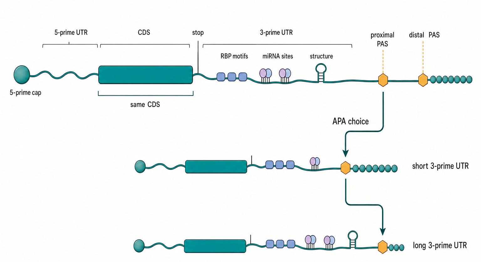 Figure 73.1. UTR Grammar Across an mRNA Isoform