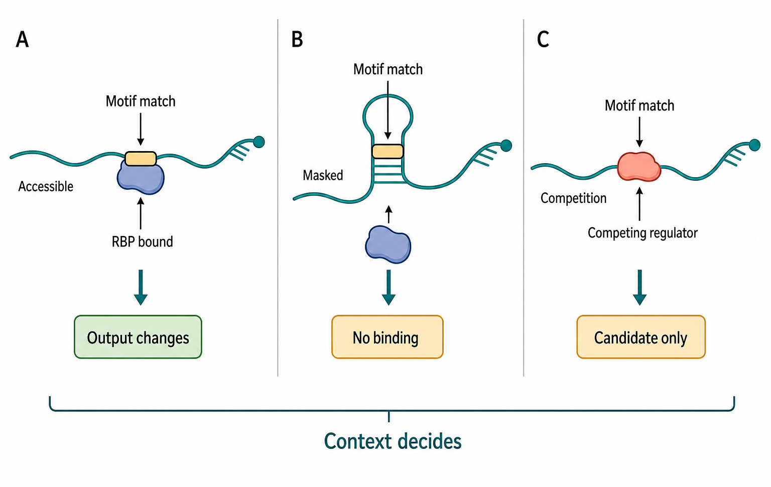 Figure 73.2. Sequence Motif, Accessibility, and Competition