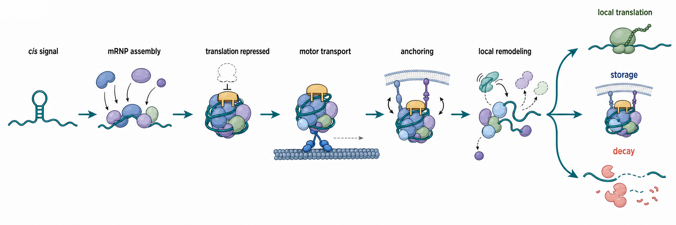 Figure 74.1. Lifecycle of a Localized mRNA