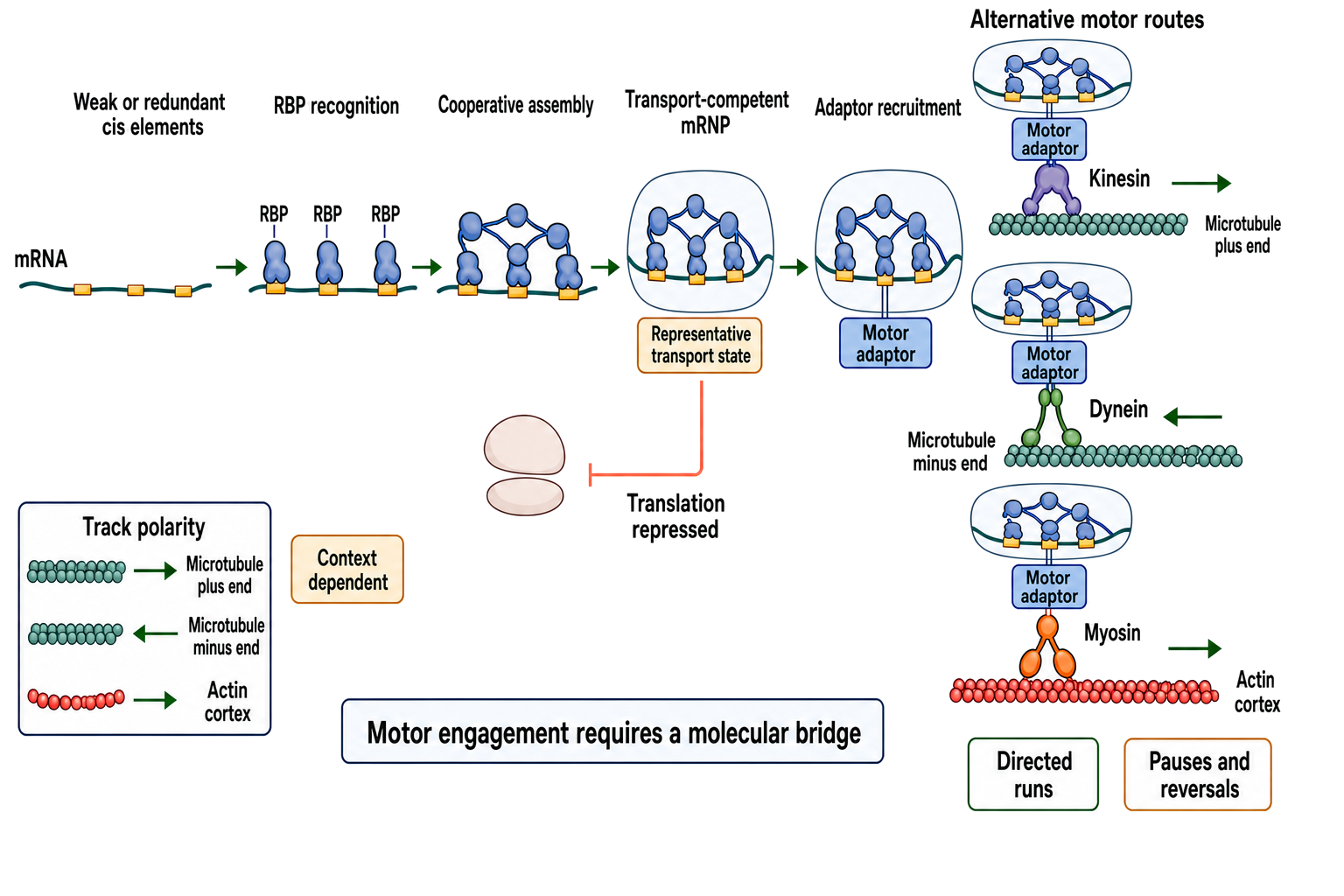 Figure 74.3. From Cis-Signal Recognition to Motor-Adaptor Engagement