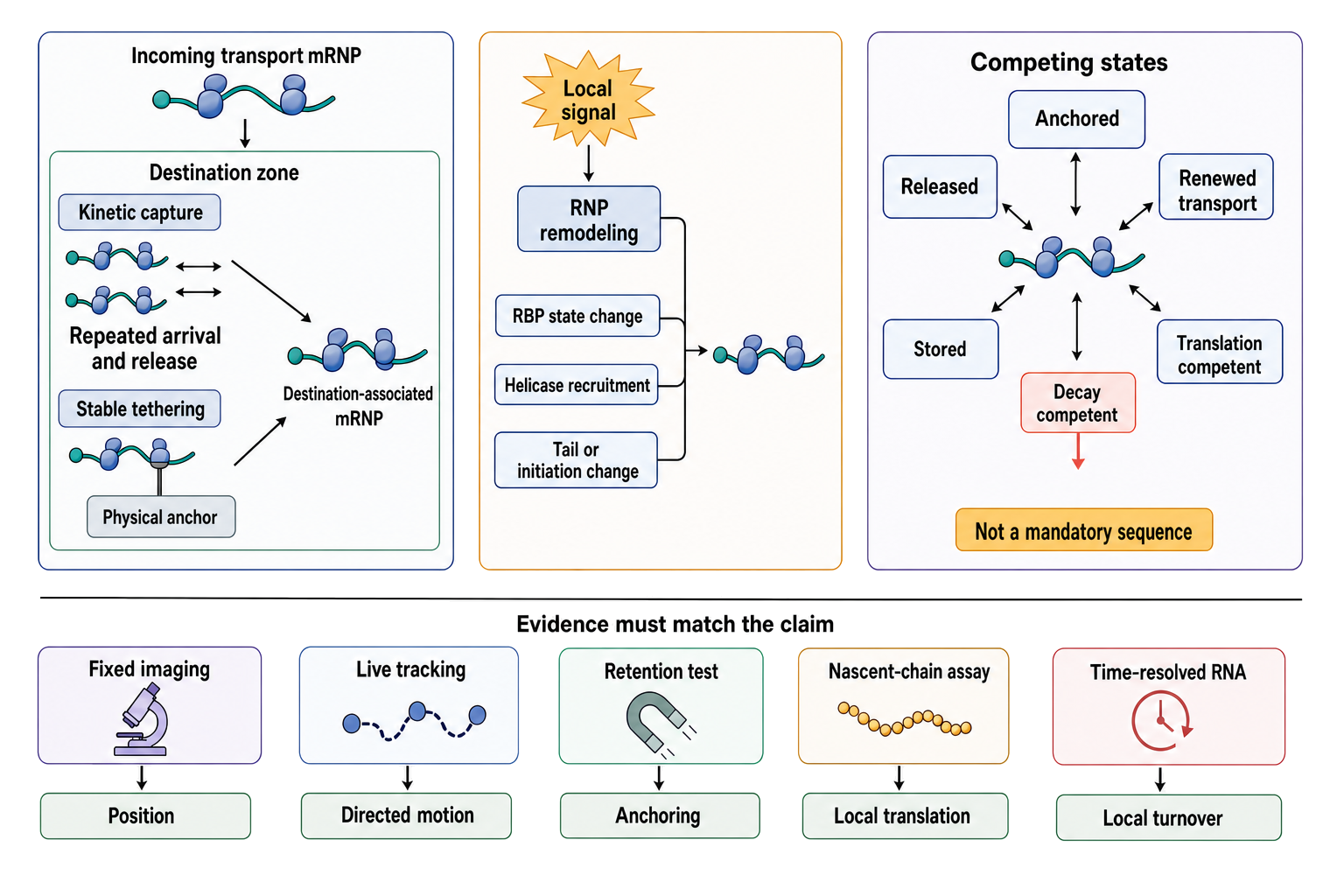Figure 74.4. Destination Capture and Competing Localized-RNA States