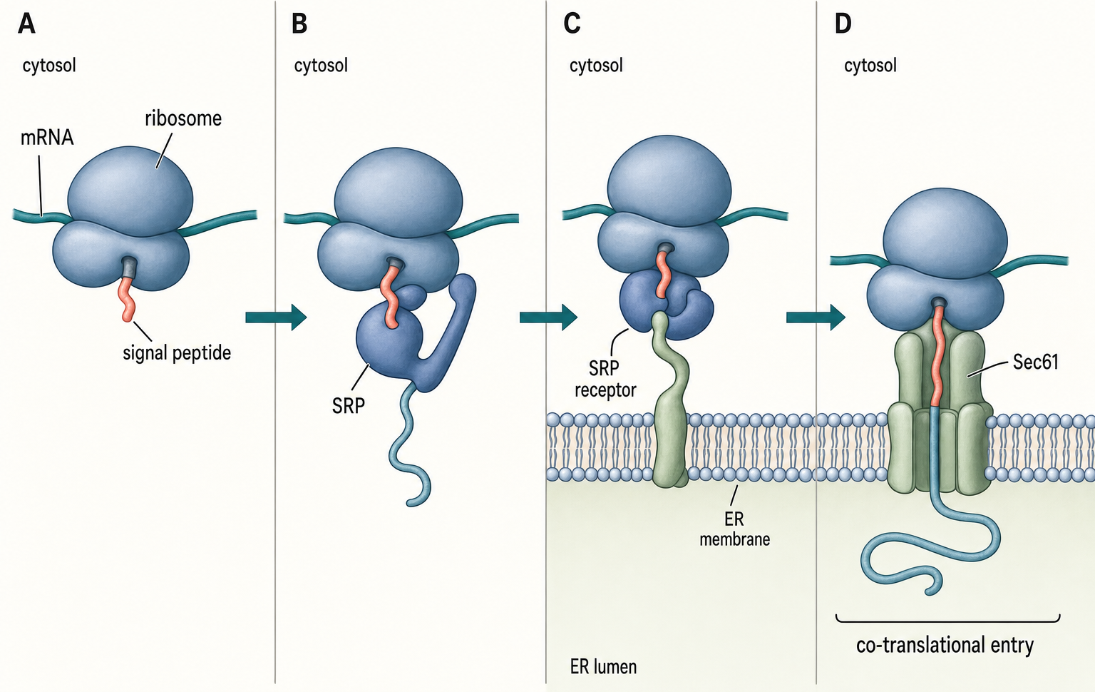 Figure 75.1. SRP-Coupled ER Targeting