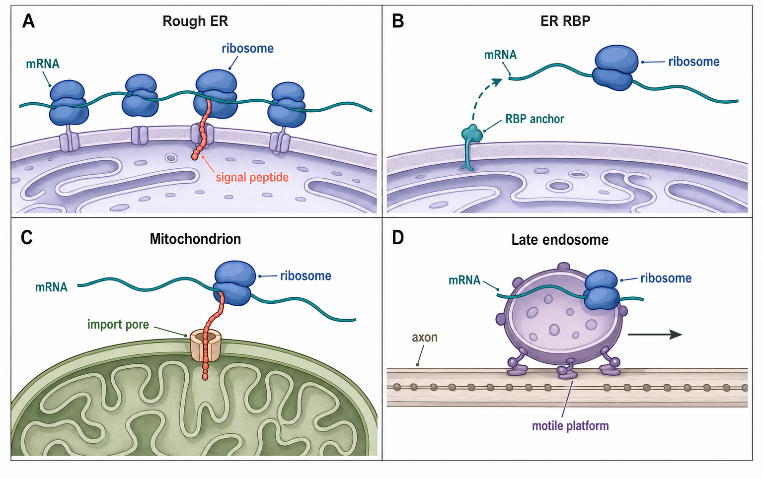 Figure 75.2. Four Membrane and Organelle Targeting Modes