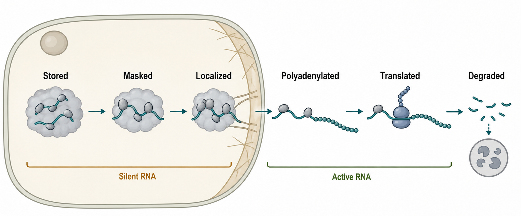 Figure 76.2. Maternal mRNA States During Early Development