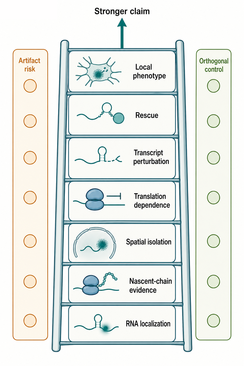 Figure 76.3. Evidence Ladder for Local Translation