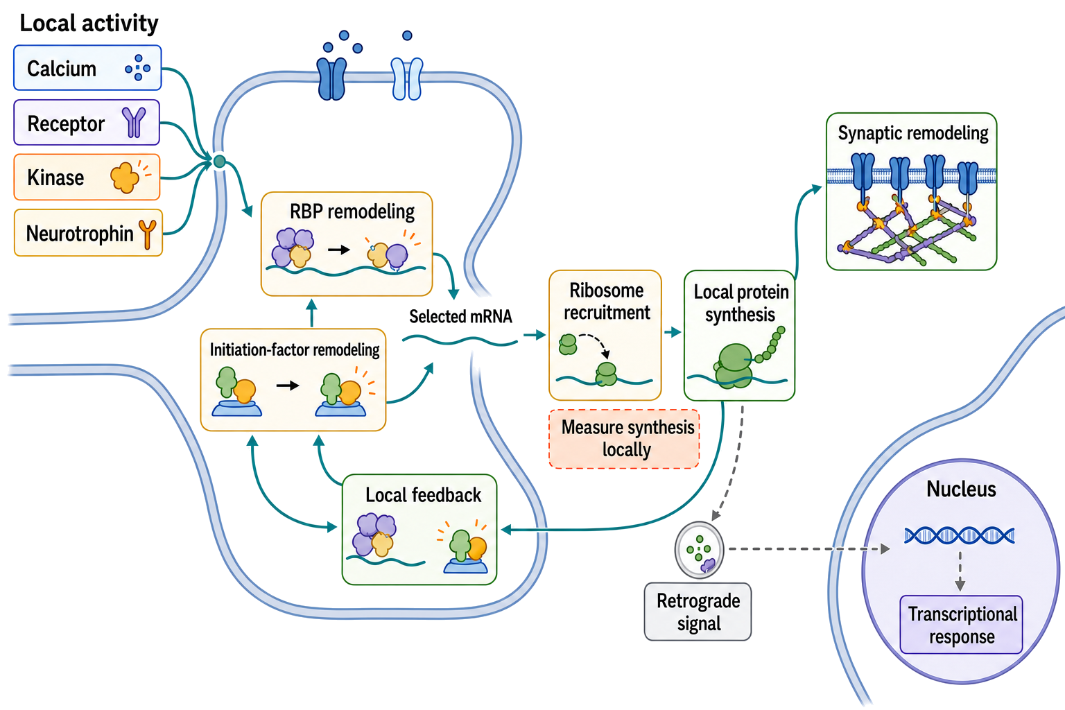 Figure 76.5. Activity-Dependent Local Translation from Synaptic Signal to Local and Nuclear Response