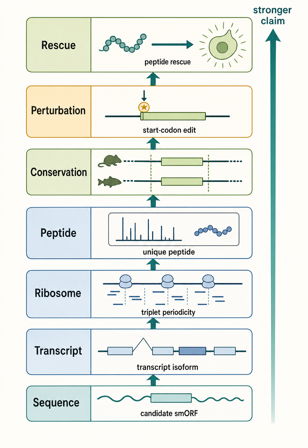 Figure 77.1. Evidence Ladder for a Candidate smORF