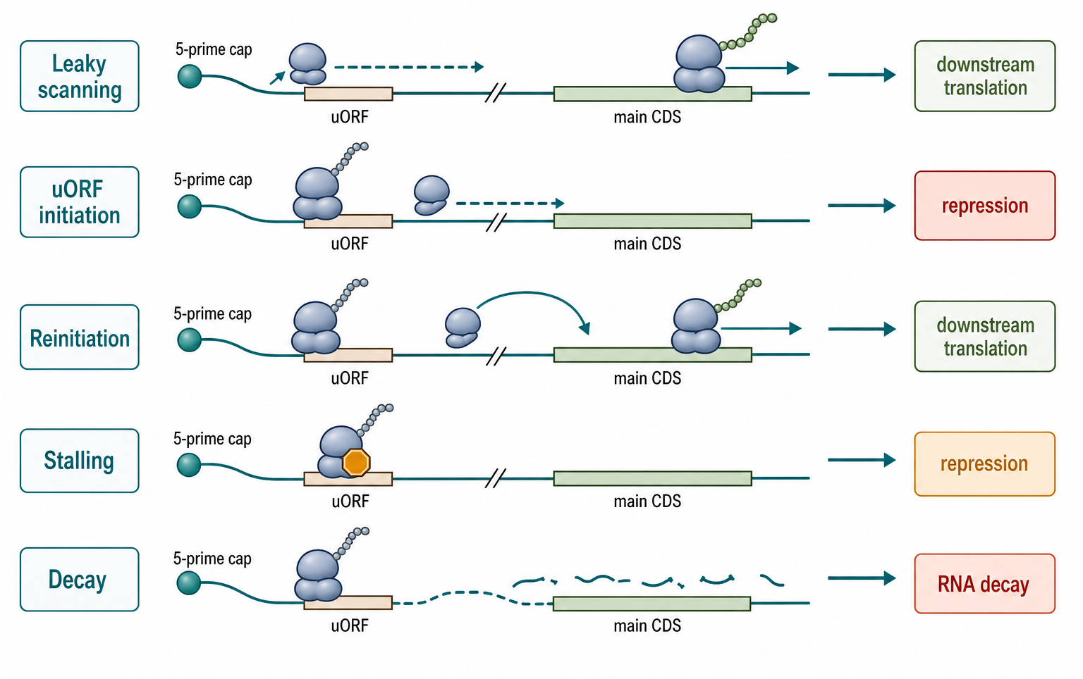 Figure 77.2. Outcomes of uORF Translation
