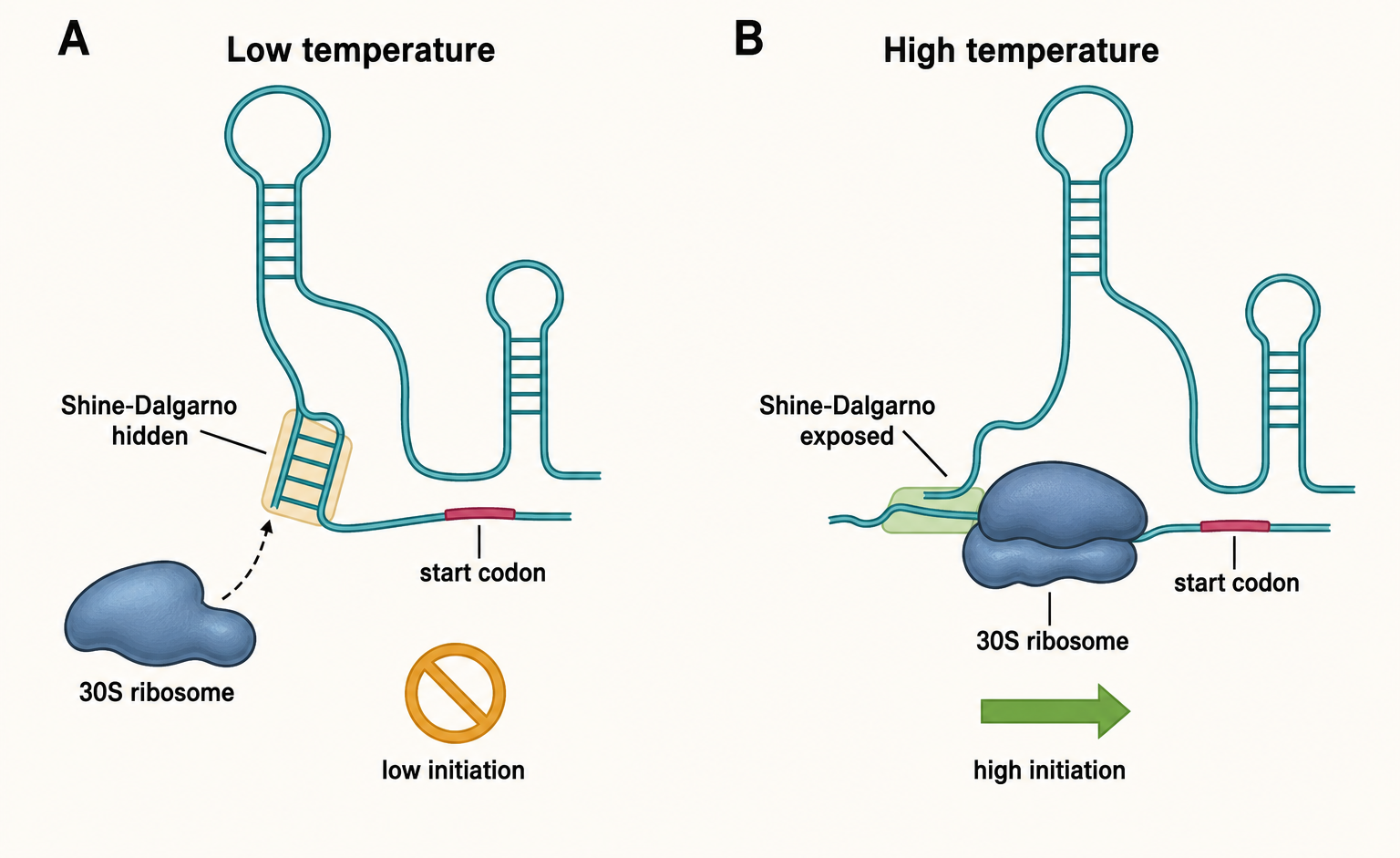 Figure 78.2. RNA thermometer ribosome binding site exposure