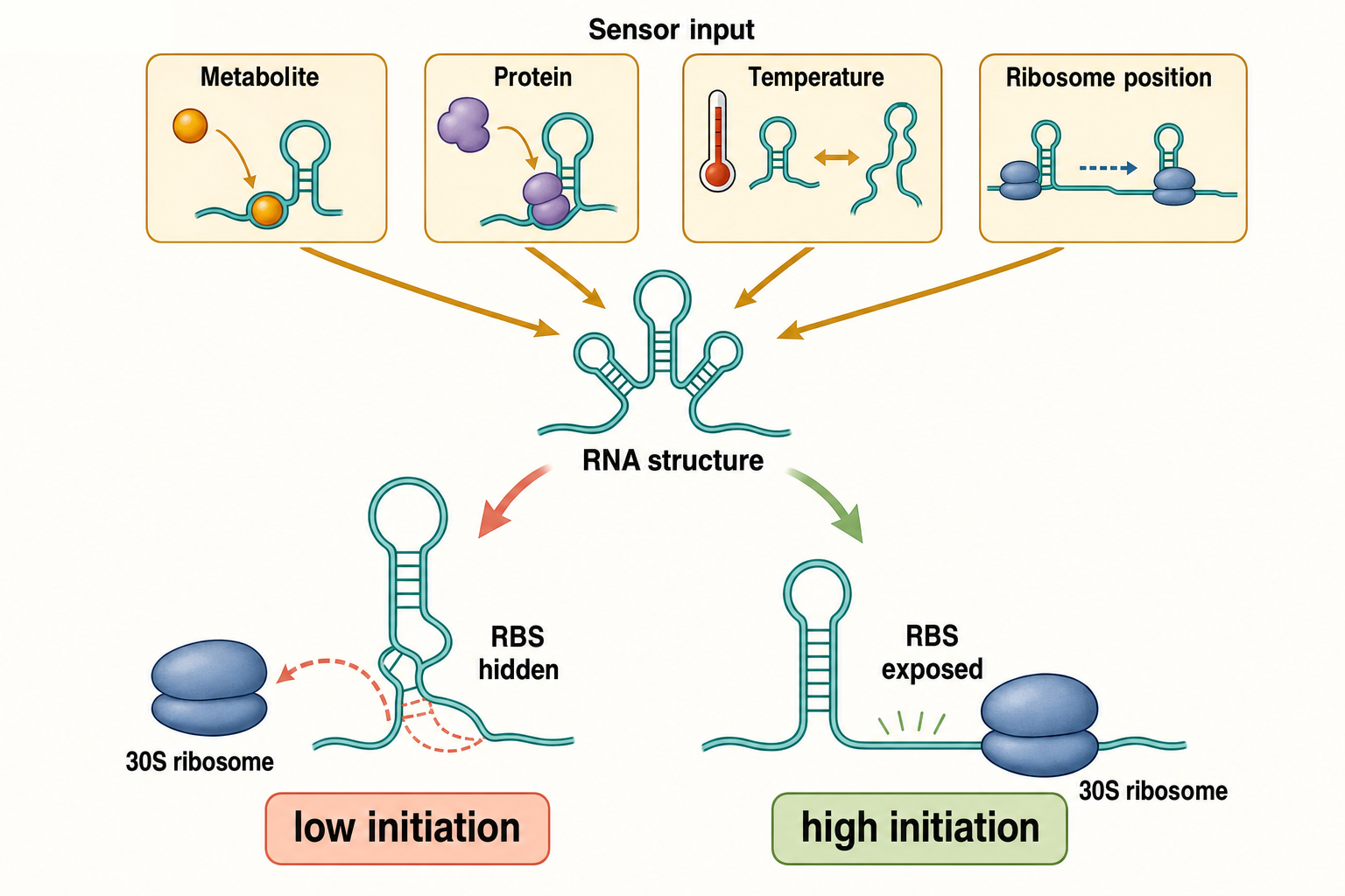 Figure 78.3. Translational occlusion and exposure mechanisms