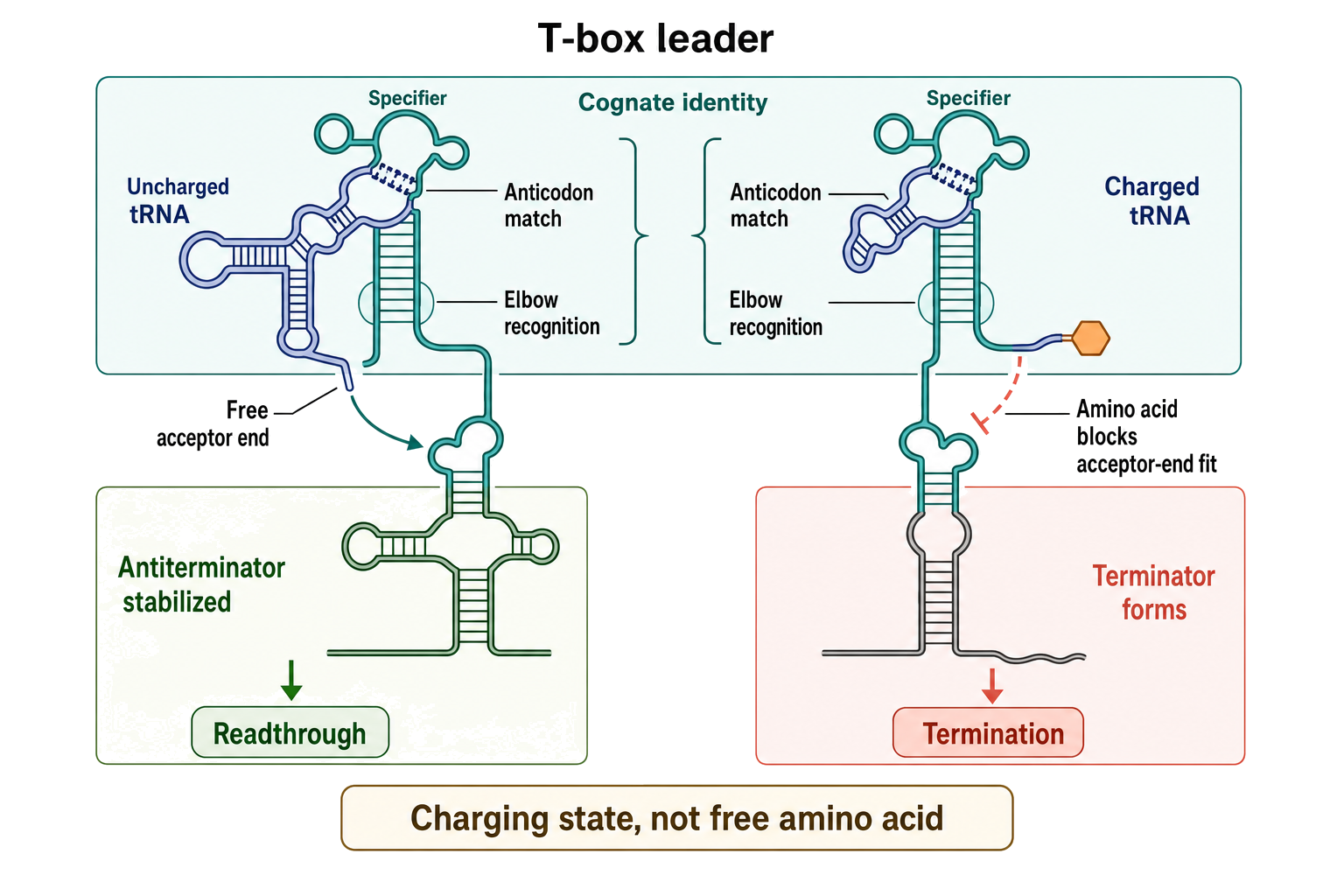 Figure 78.4. T-box leaders directly sense tRNA identity and charging state