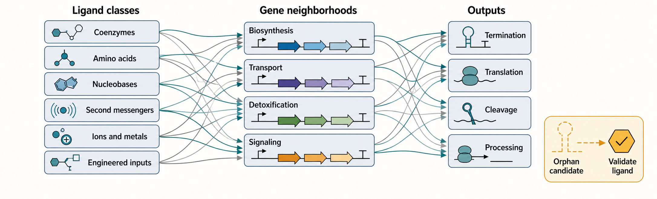 Figure 79.1. Riboswitch Classes, Ligands, and Outputs