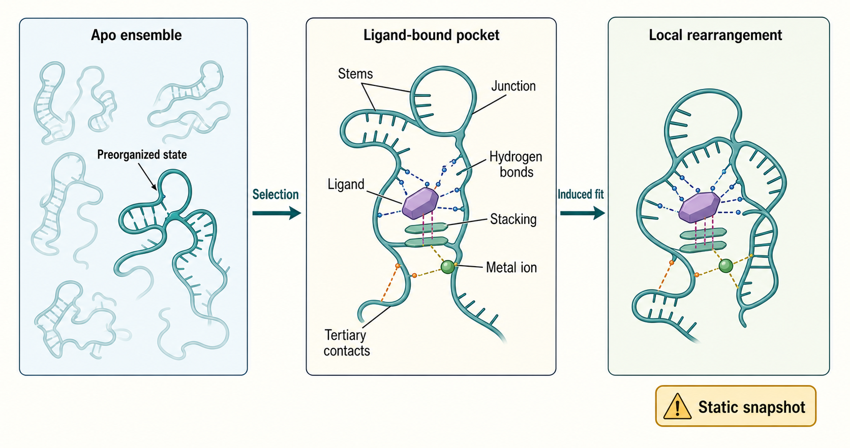 Figure 79.2. Ligand Recognition by an RNA Aptamer Domain