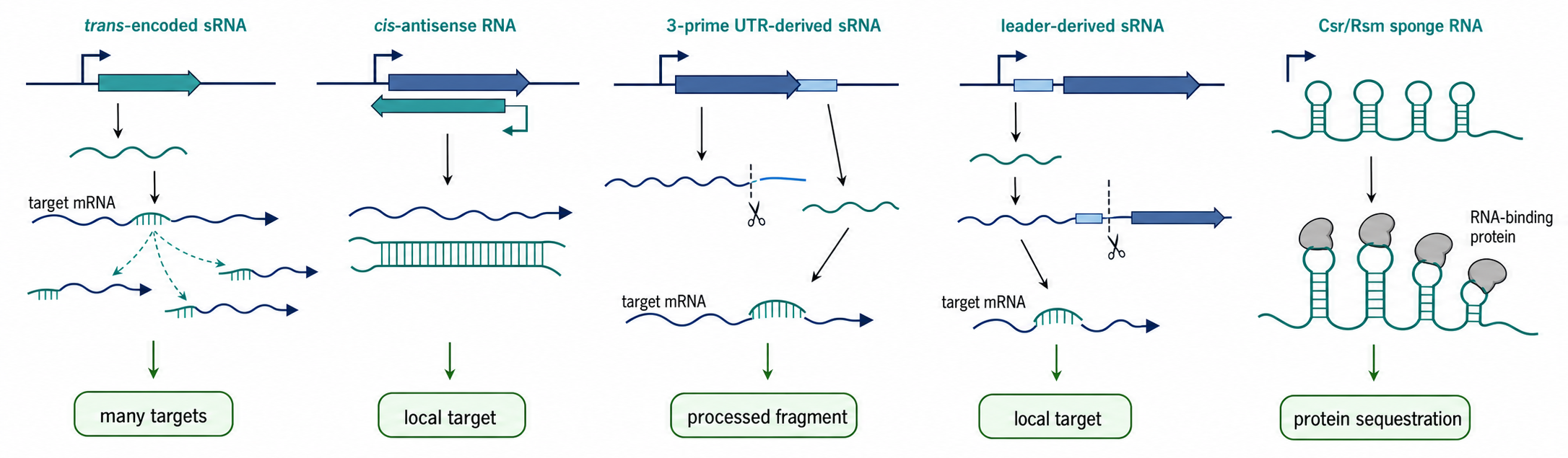 Figure 80.1. Bacterial small RNA classes and biogenesis