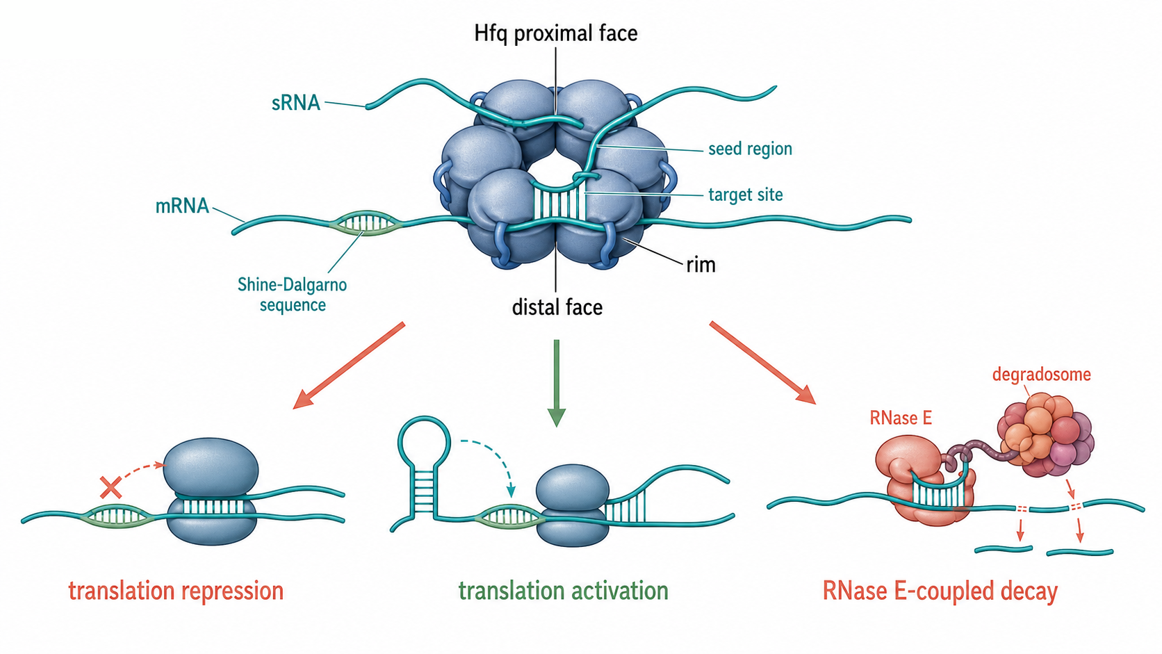 Figure 80.2. Hfq-mediated sRNA targeting and output