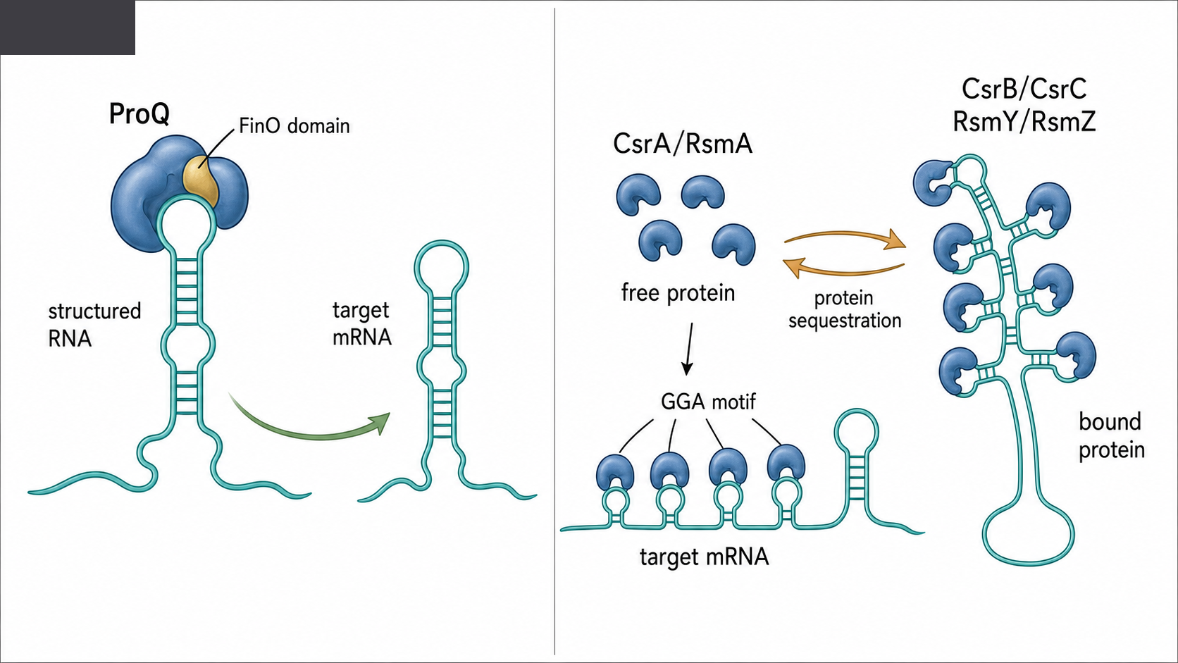 Figure 80.3. ProQ and Csr/Rsm alternatives to the canonical Hfq pair