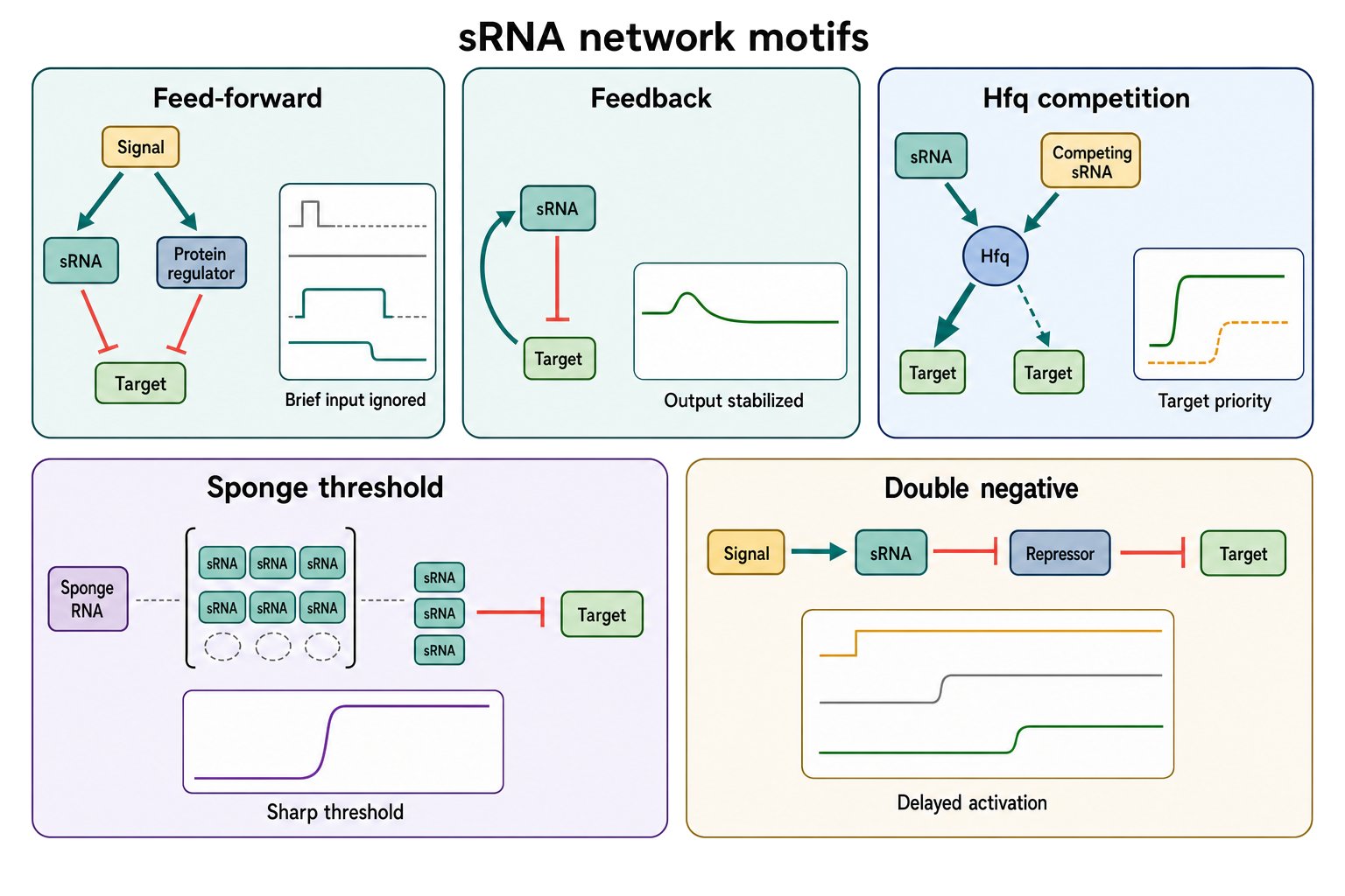 Figure 80.4. Bacterial sRNA regulatory network motifs and timing behavior