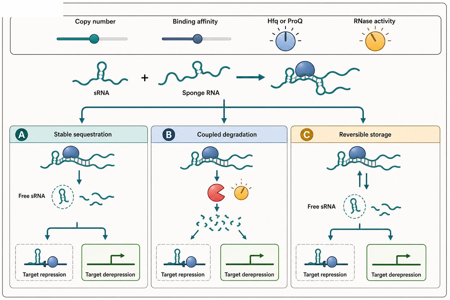 Figure 81.1. Stoichiometric Fates of a Bacterial sRNA Sponge