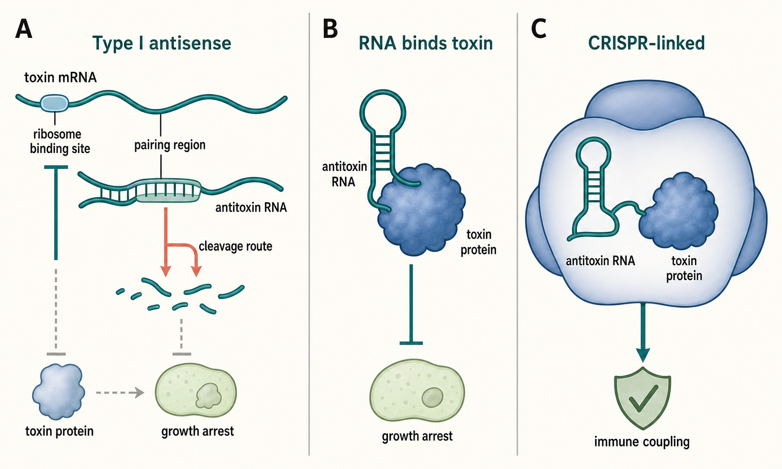 Figure 81.2. RNA Control Points in Toxin-Antitoxin Modules