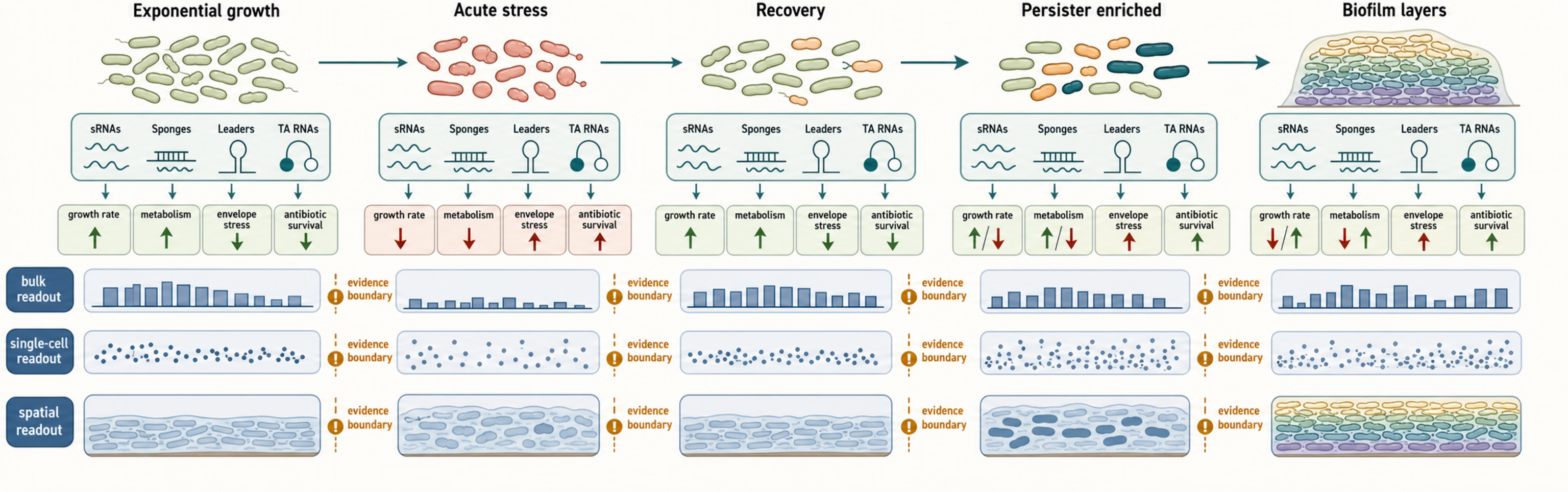Figure 81.3. RNA Network States Across Stress, Persistence, and Biofilms