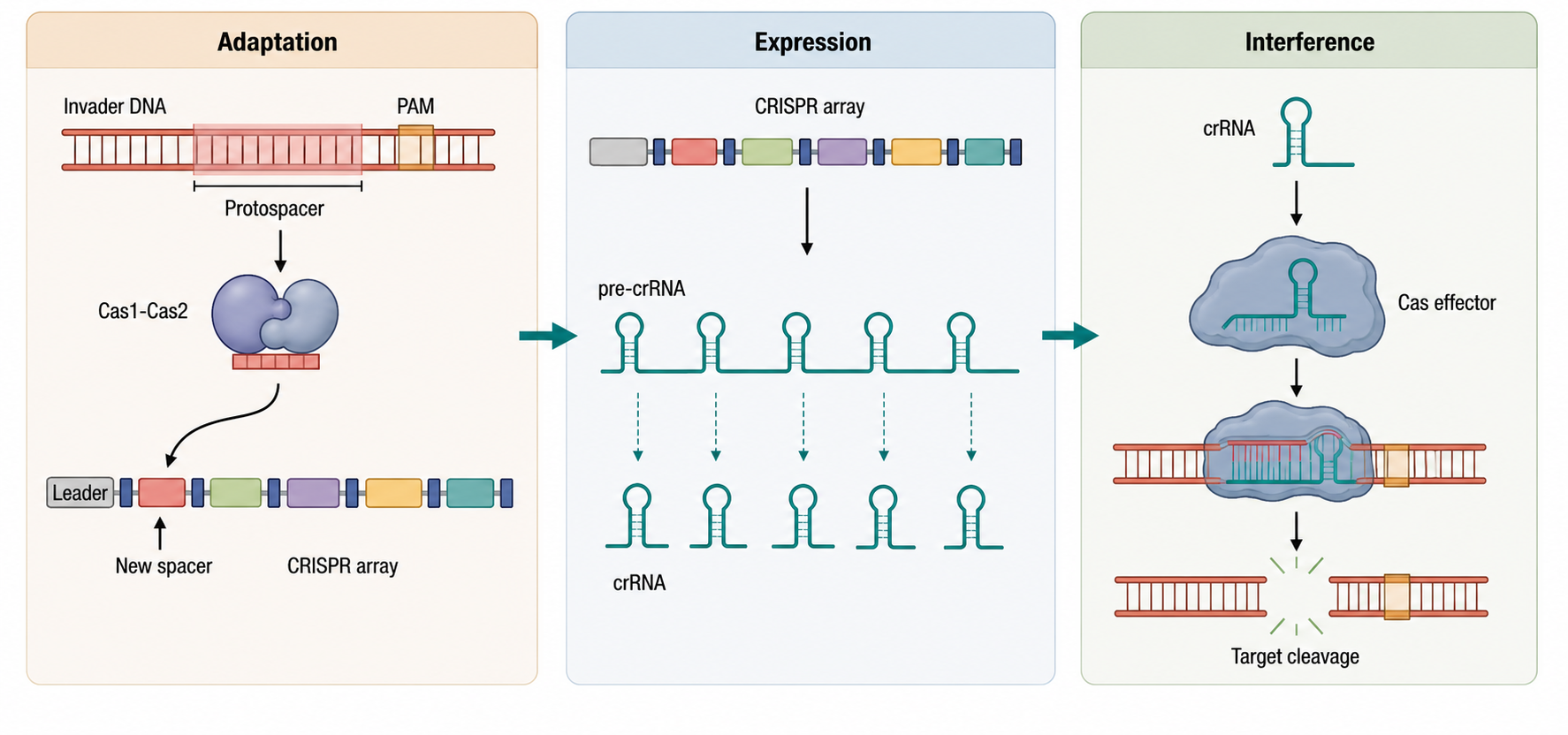 Figure 82.1. CRISPR Adaptation-Expression-Interference Cycle
