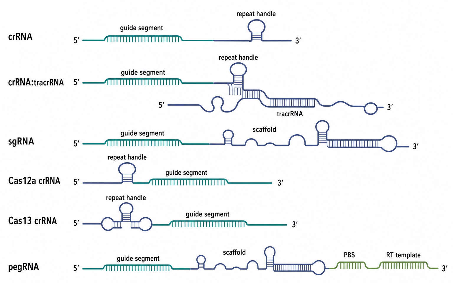 Figure 82.3. Natural and Engineered Guide RNA Architectures