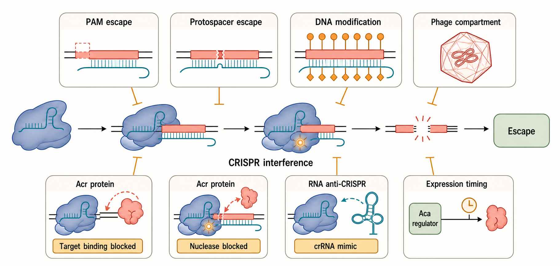 Figure 82.4. Anti-CRISPR Mechanisms and Phage Escape Routes
