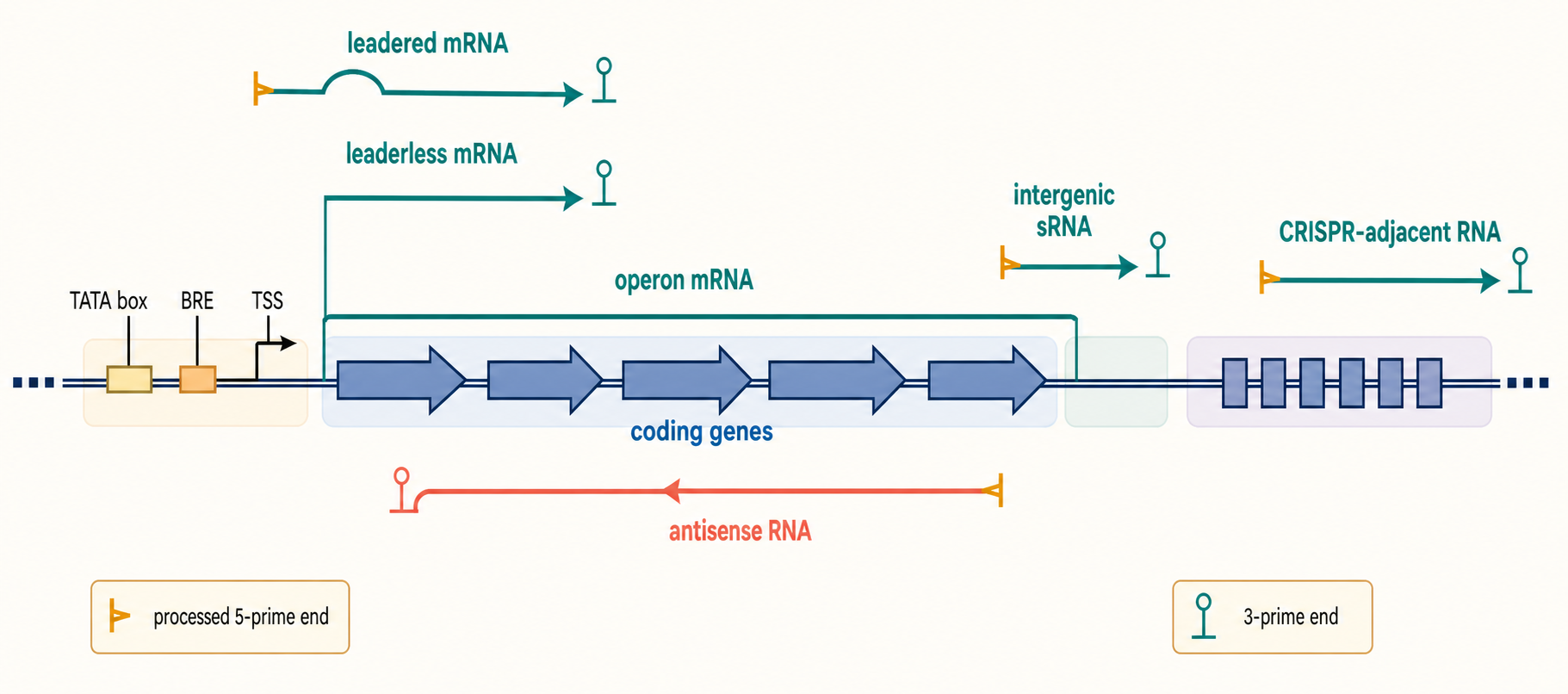 Figure 83.1. Archaeal Transcriptome Architecture