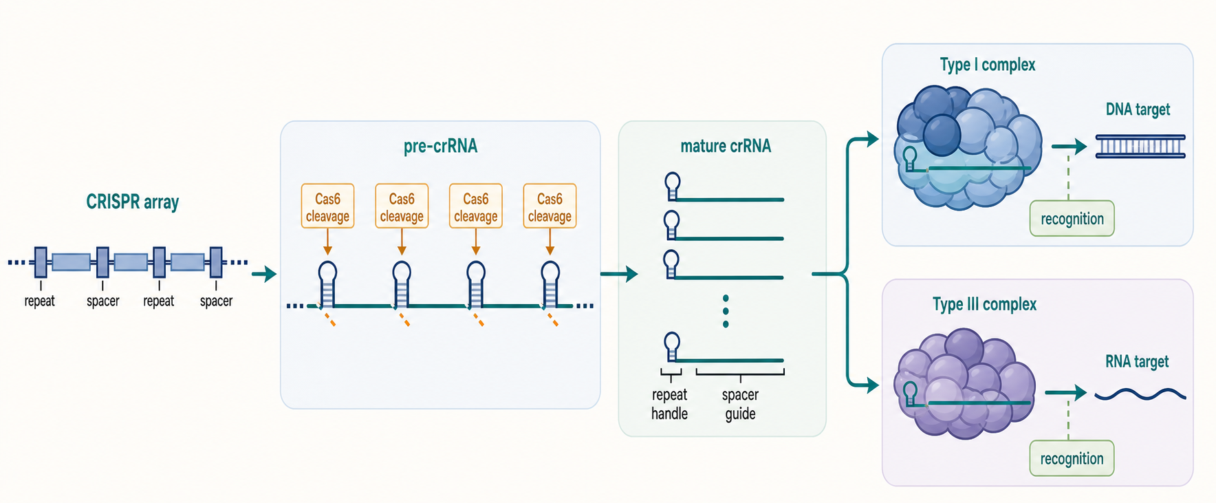 Figure 83.2. CRISPR RNA Maturation