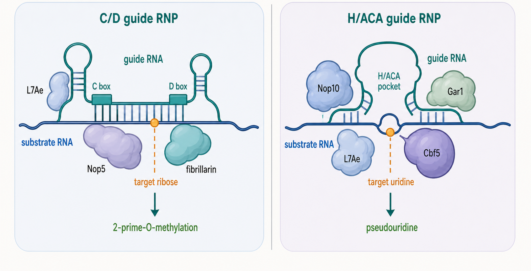 Figure 83.3. Guide RNP Modification