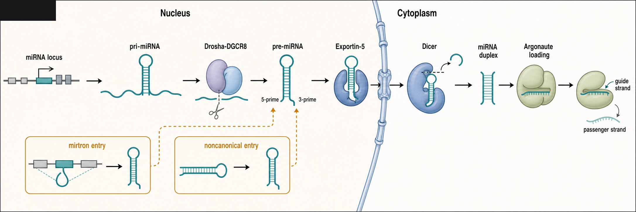 Figure 84.1. Canonical and Selected Noncanonical Animal miRNA Biogenesis
