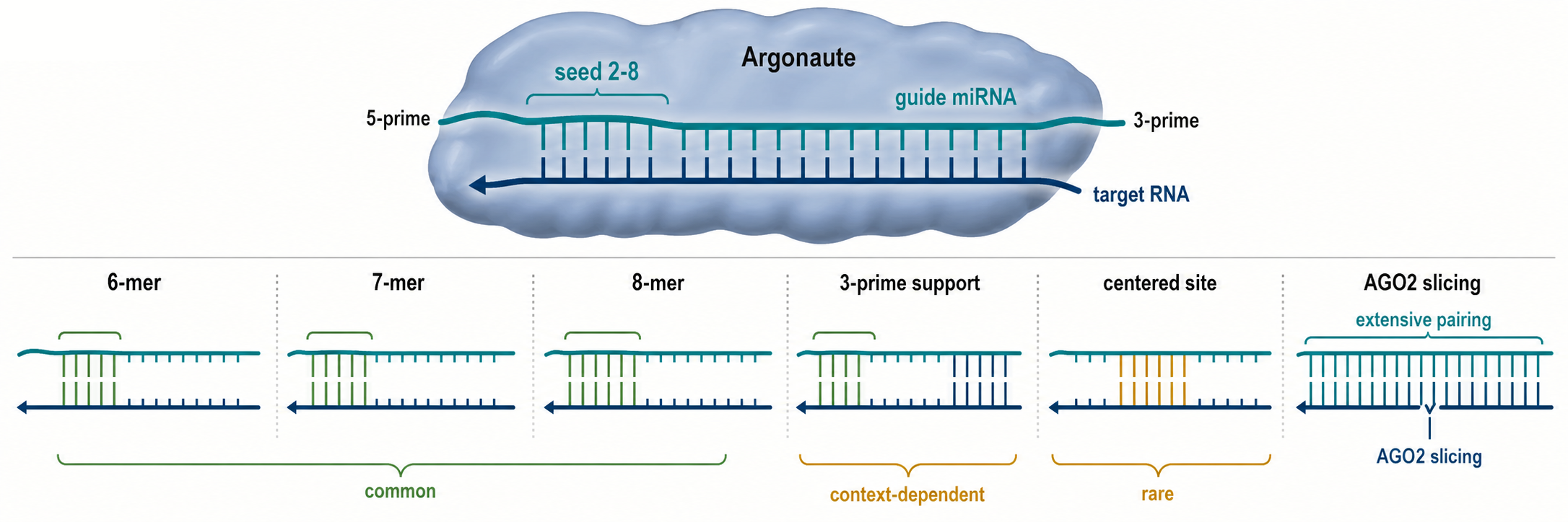 Figure 84.2. miRNA Target-Site Recognition Geometry