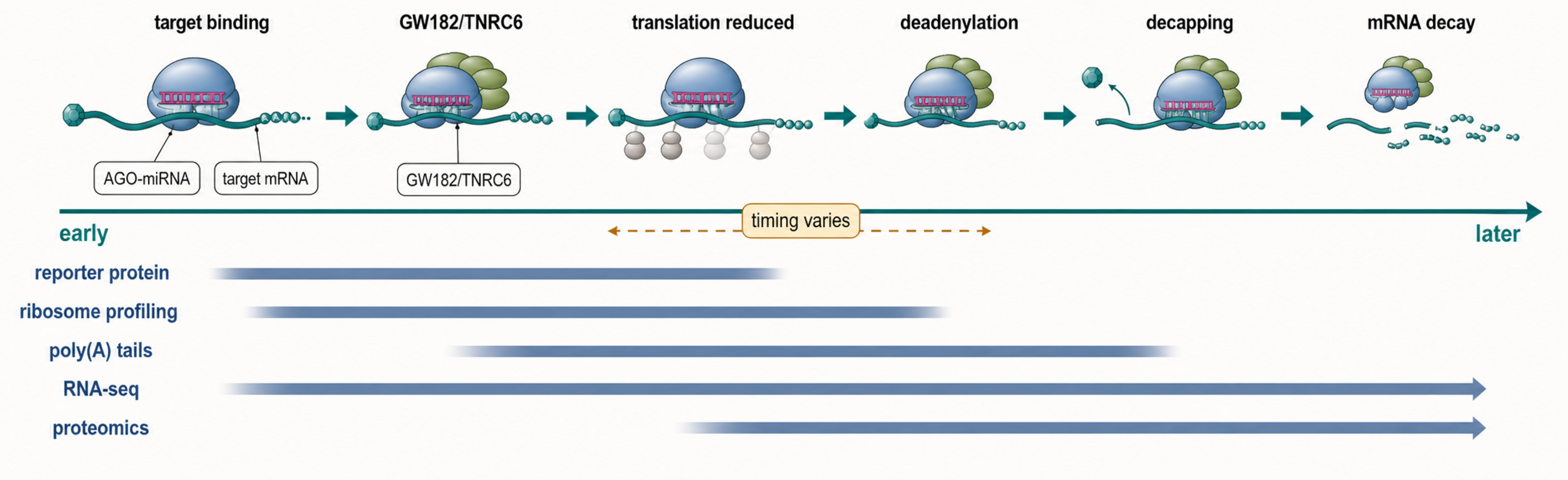 Figure 84.3. Timeline of miRNA-Mediated Repression