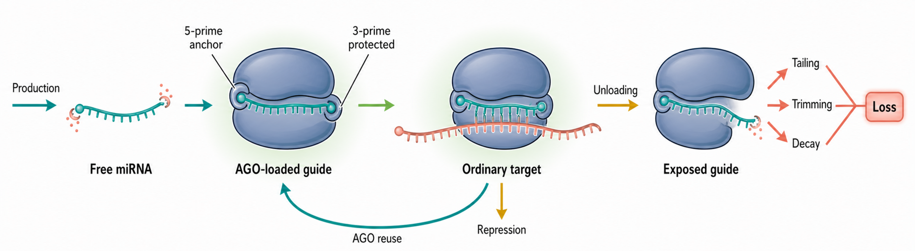 Figure 85.1. Basal miRNA Stability as Argonaute-Protected States