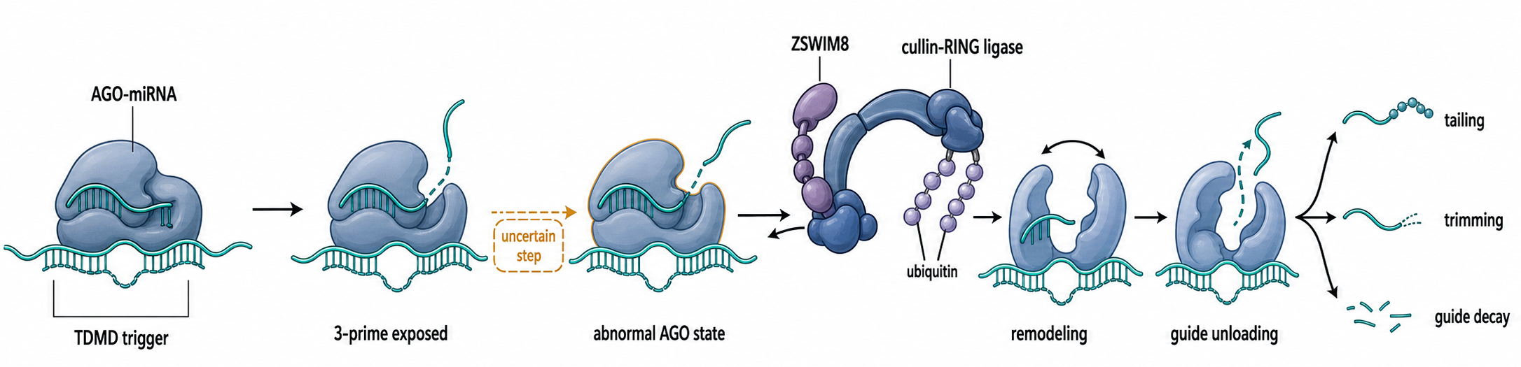 Figure 85.3. ZSWIM8/Cullin-RING Logic in Target-Directed miRNA Degradation
