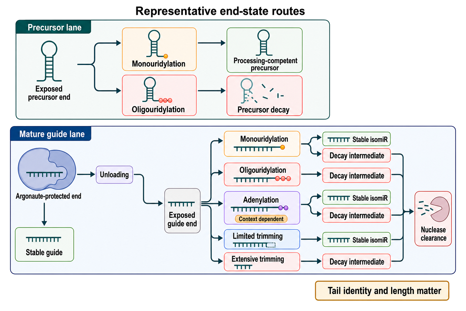 Figure 85.5. Tailing and trimming route precursor and mature miRNAs among processing, stable isomiRs, and decay