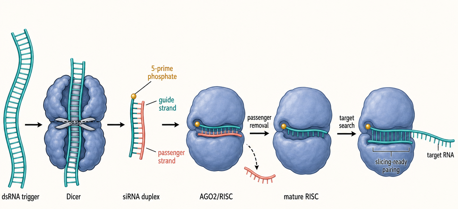 Figure 87.1. Dicer processing and RISC assembly