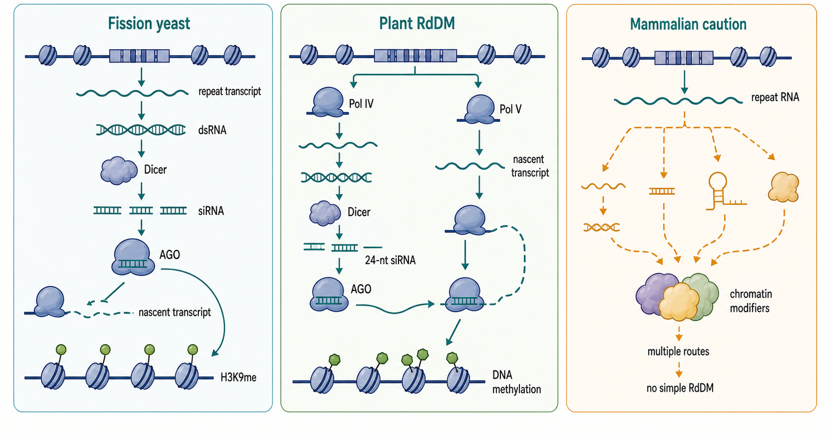 Figure 87.3. RNA-directed chromatin silencing