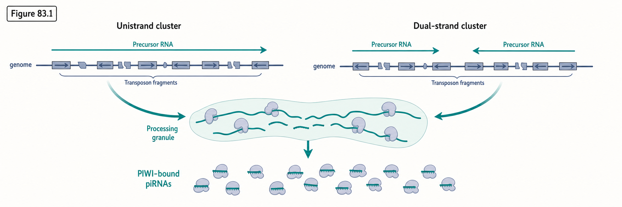 Figure 88.1. piRNA clusters as genomic transposon-memory loci