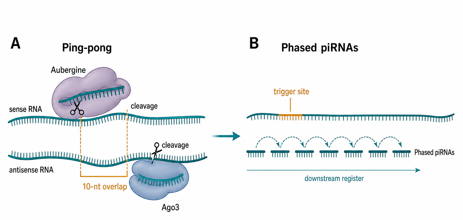 Figure 88.2. Ping-pong amplification and phased piRNA production